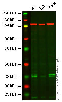 Western blot - Anti-IKB alpha antibody [EP697] (AB76429)