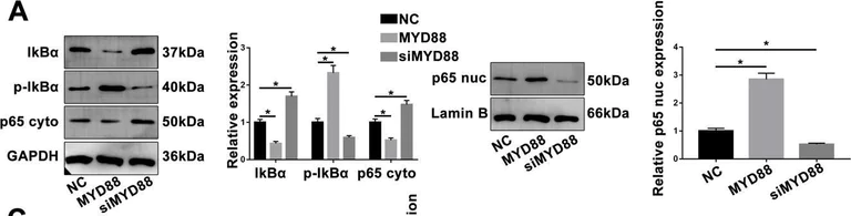 Western blot - Anti-IKB alpha antibody [EP697] (AB76429)
