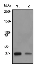 Western blot - Anti-IKB alpha antibody [EP697] (AB76429)