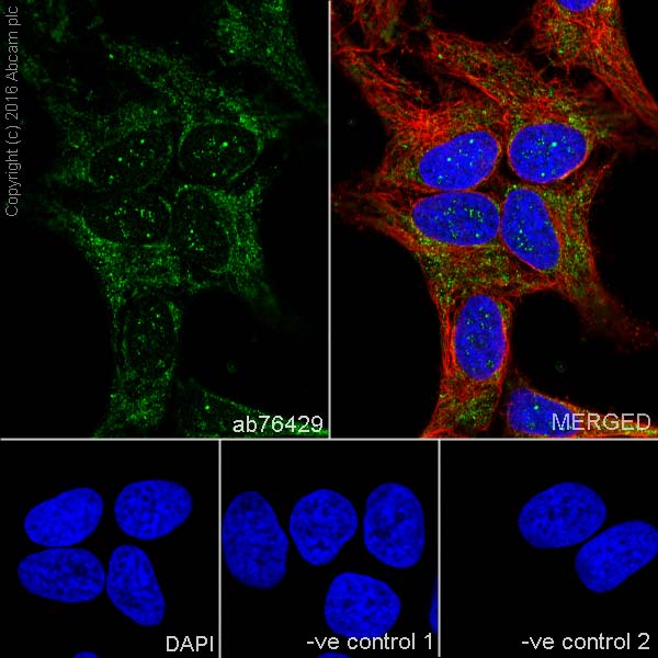 Immunocytochemistry/ Immunofluorescence - Anti-IKB alpha antibody [EP697] - BSA and Azide free (AB183134)