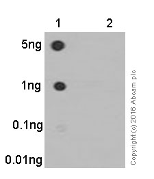 Dot Blot - Anti-IKB alpha (phospho S32) antibody [EPR3148] - BSA and Azide free (AB239920), expandable thumbnail