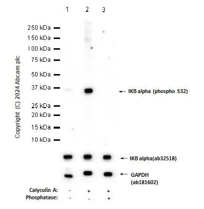Western blot - Anti-IKB alpha (phospho S32) antibody [EPR3148] - BSA and Azide free (AB239920)