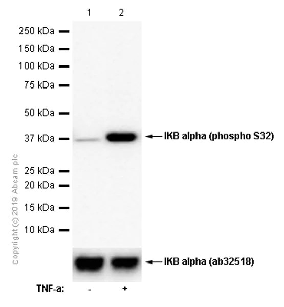 Western blot - Anti-IKB alpha (phospho S32) antibody [EPR3148] - BSA and Azide free (AB239920)