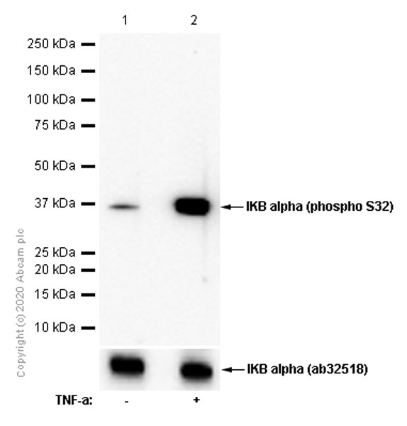 Western blot - Anti-IKB alpha (phospho S32) antibody [EPR3148] - BSA and Azide free (AB239920), expandable thumbnail