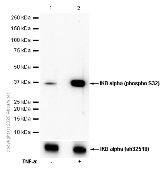 Western blot - Anti-IKB alpha (phospho S32) antibody [EPR3148] - BSA and Azide free (AB239920)