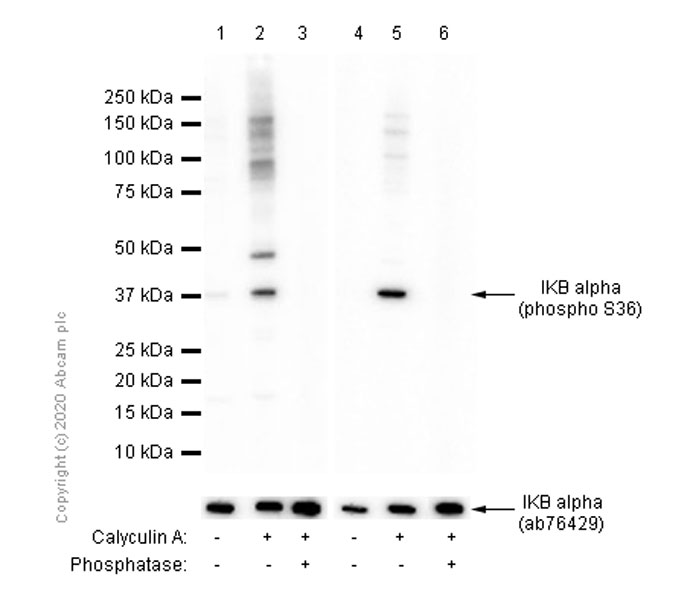 Western blot - Anti-IKB alpha (phospho S36) antibody [EPR6235(2)] - BSA and Azide free (AB240059), expandable thumbnail