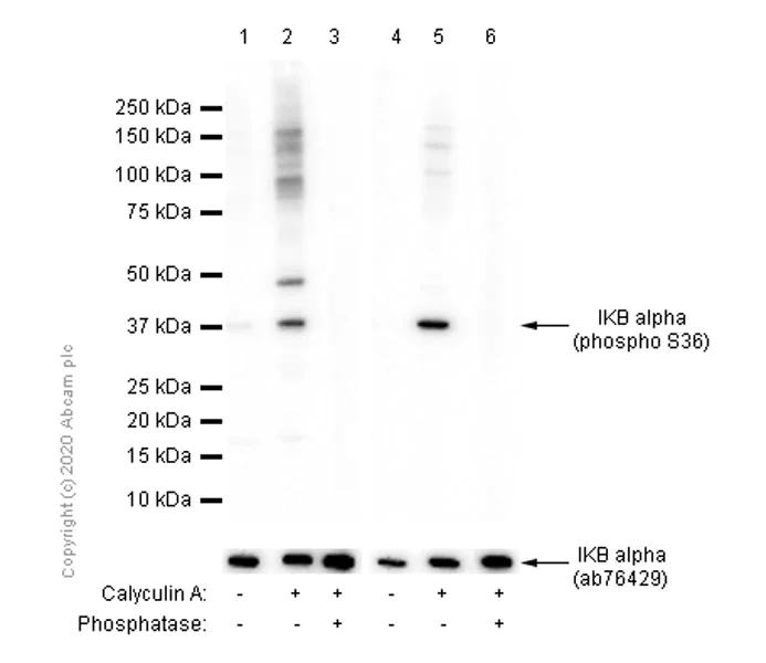 Western blot - Anti-IKB alpha (phospho S36) antibody [EPR6235(2)] - BSA and Azide free (AB240059)