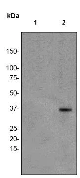 Western blot - Anti-IKB alpha (phospho Y42) antibody [EPR2353] - BSA and Azide free (AB247591)