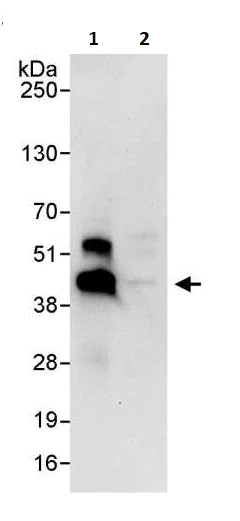 Immunoprecipitation - Anti-IKB beta antibody (AB264240)