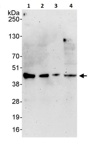Western blot - Anti-IKB beta antibody (AB264240)