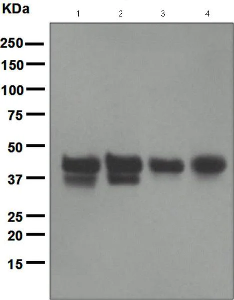 Western blot - Anti-IKB epsilon antibody [EPR901(2)] - BSA and Azide free (AB248700)