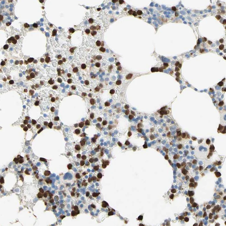 Immunohistochemistry (Formalin/PFA-fixed paraffin-embedded sections) - Anti-IKB zeta antibody (AB246894)