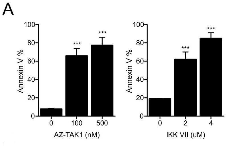 Functional Studies - IKK-16, IkappaB kinase inhibitor (AB216471), expandable thumbnail