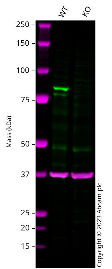 Western blot - Anti-IKK alpha antibody [ABM10G9] (AB227852)