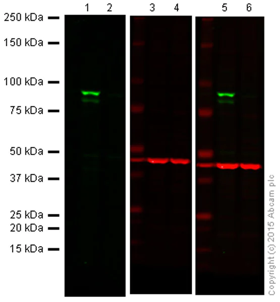 Western blot - Anti-IKK alpha antibody [EPR464] (AB109749)