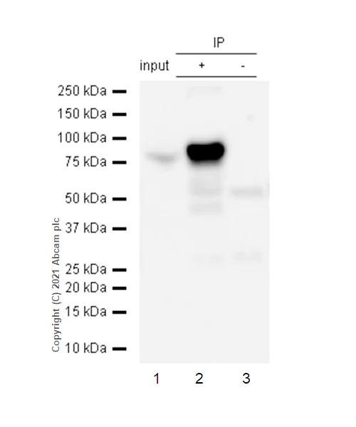 Immunoprecipitation - Anti-IKK alpha antibody [EPR464] - BSA and Azide free (AB171362)