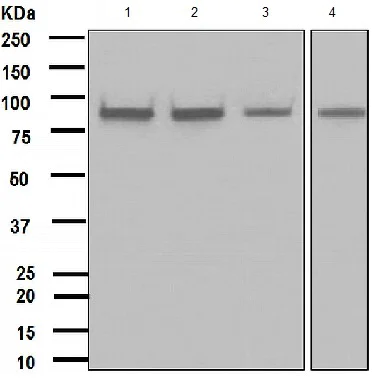 Western blot - Anti-IKK alpha antibody [EPR464] - BSA and Azide free (AB171362)