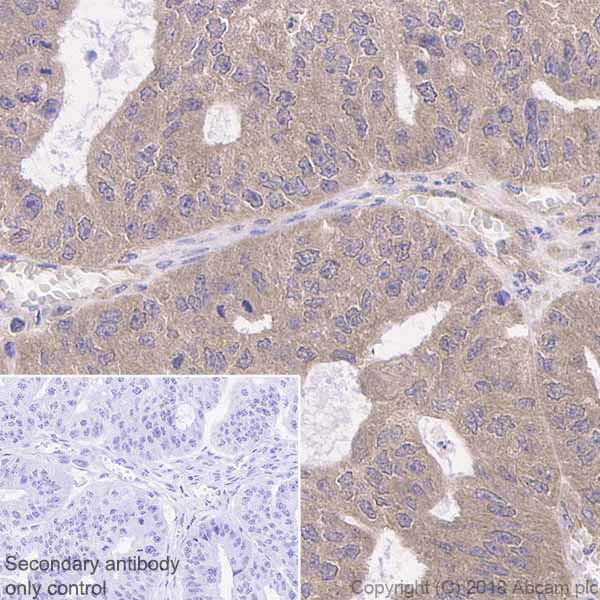 Immunohistochemistry (Formalin/PFA-fixed paraffin-embedded sections) - Anti-IKK alpha antibody [Y463] (AB32041), expandable thumbnail