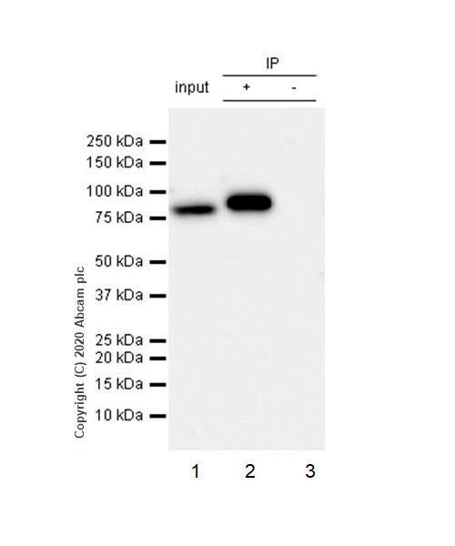 Immunoprecipitation - Anti-IKK alpha antibody [Y463] (AB32041), expandable thumbnail