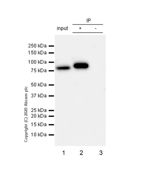 Immunoprecipitation - Anti-IKK alpha antibody [Y463] - BSA and Azide free (AB169743)