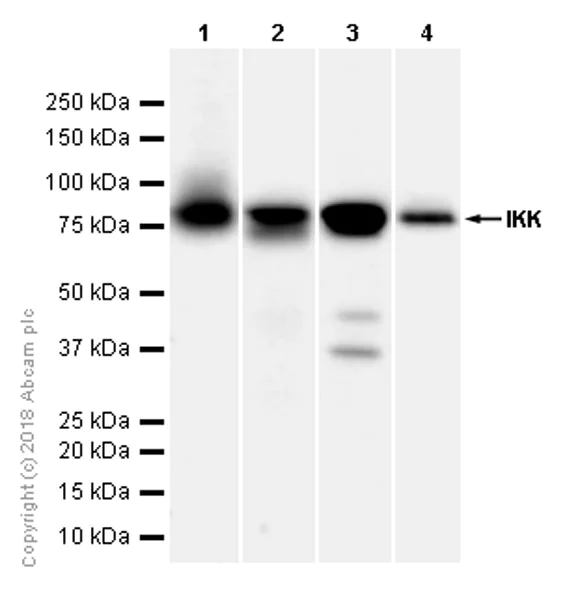 Western blot - Anti-IKK alpha antibody [Y463] - BSA and Azide free (AB169743)