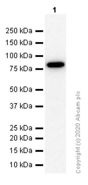 Western blot - Anti-IKK alpha antibody [Y463] - BSA and Azide free (AB169743)