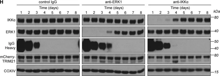 Western blot - Anti-IKK alpha antibody [Y463] - BSA and Azide free (AB169743)