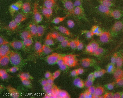 Immunocytochemistry/ Immunofluorescence - Anti-IKK alpha (phospho T23) antibody (AB38515)
