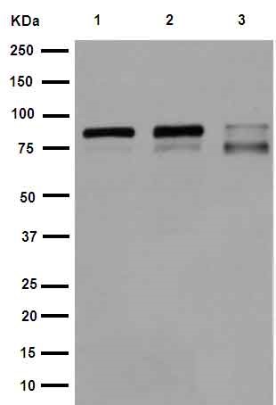 Anti- IKK beta antibody [EPR16628]
