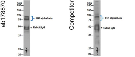 Immunoprecipitation - Anti- IKK beta antibody [EPR16628] - BSA and Azide free (AB240210), expandable thumbnail