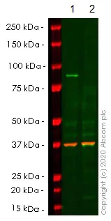 Western blot - Anti-IKK beta antibody [EPR6043] - BSA and Azide free (AB171364)