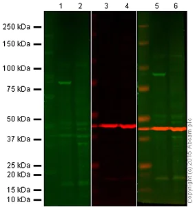 Western blot - Anti-IKK beta antibody [Y466] - BSA and Azide free (AB171363)