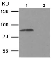Western blot - Anti-IKK beta (phospho Y188) antibody (AB194519)