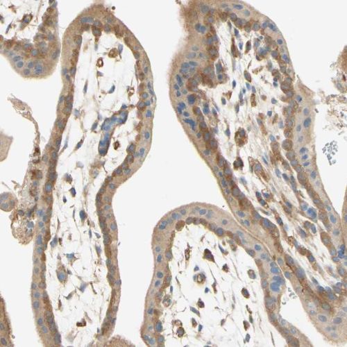 Immunohistochemistry (Formalin/PFA-fixed paraffin-embedded sections) - Anti-IKK gamma/NEMO antibody (AB244244)