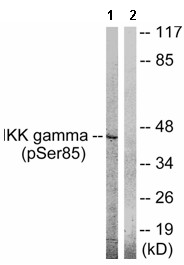 Western blot - Anti-IKK gamma/NEMO (phospho S85) antibody (AB63551), expandable thumbnail