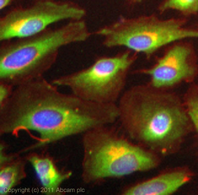 Immunocytochemistry/ Immunofluorescence - Anti-IKKi/IKKe antibody (AB7891), expandable thumbnail