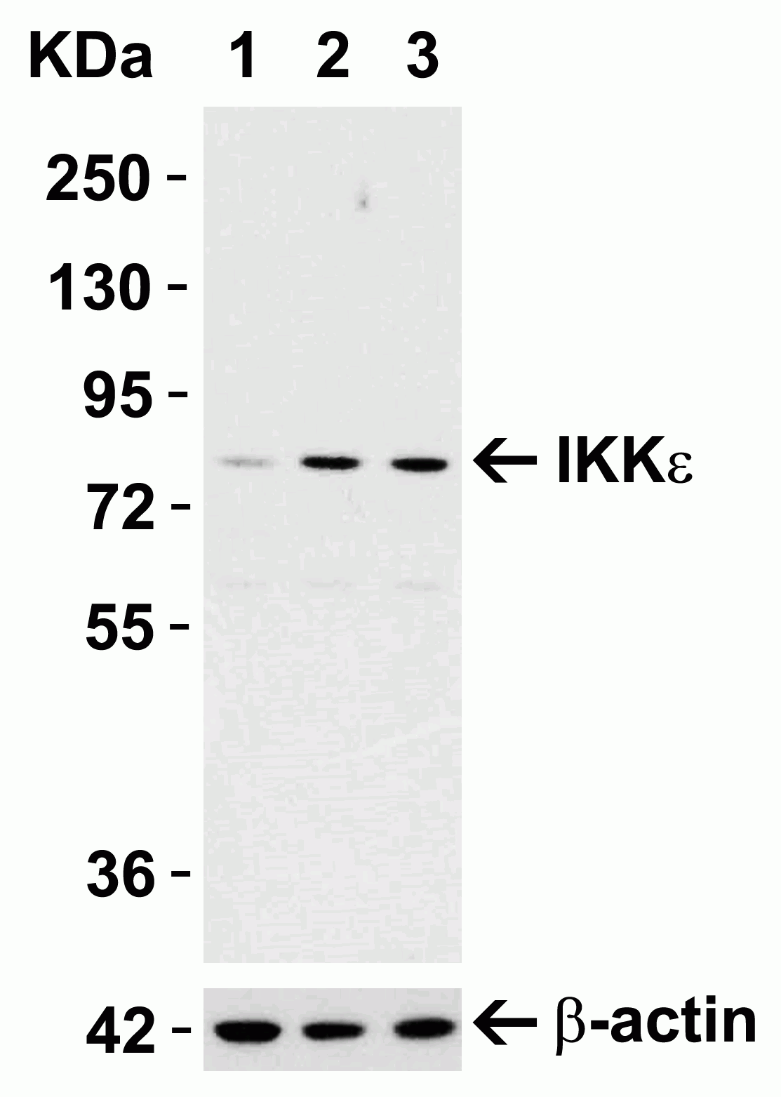 Western blot - Anti-IKKi/IKKe antibody (AB7891), expandable thumbnail