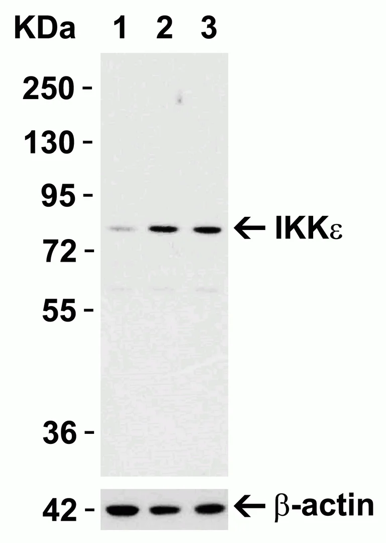 Western blot - Anti-IKKi/IKKe antibody (AB7891)