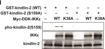 Western blot - Anti-IKKi/IKKe antibody (AB7891)