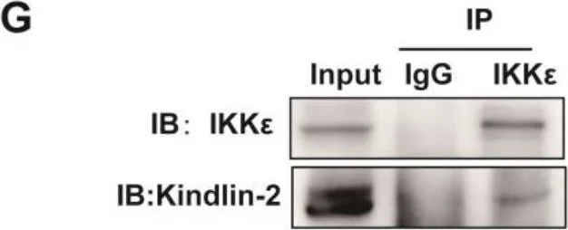 Western blot - Anti-IKKi/IKKe antibody (AB7891)