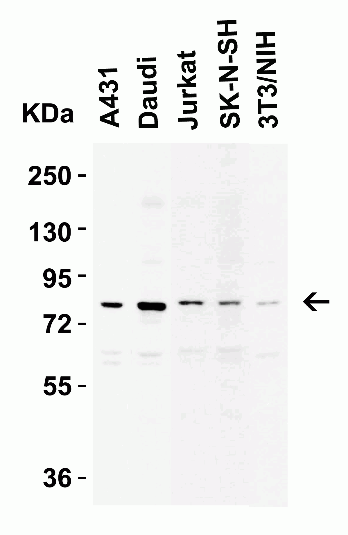 Western blot - Anti-IKKi/IKKe antibody (AB7891), expandable thumbnail