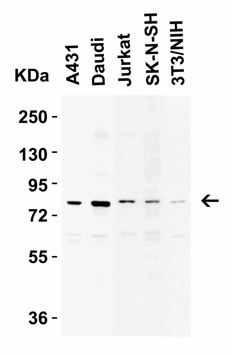 Western blot - Anti-IKKi/IKKe antibody (AB7891)