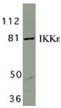 Western blot - Anti-IKKi/IKKe antibody (AB7891), expandable thumbnail