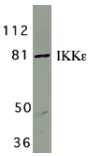 Western blot - Anti-IKKi/IKKe antibody (AB7891)