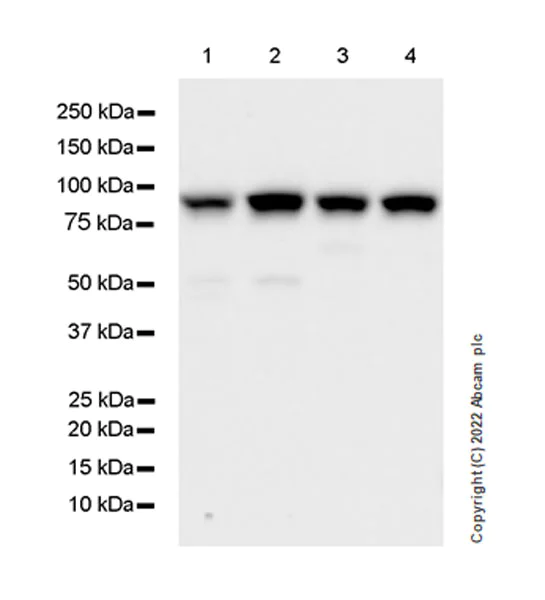 Western blot - Anti-IKKi/IKKe+NAK/TBK1 antibody [EPR25258-15] (AB289973)