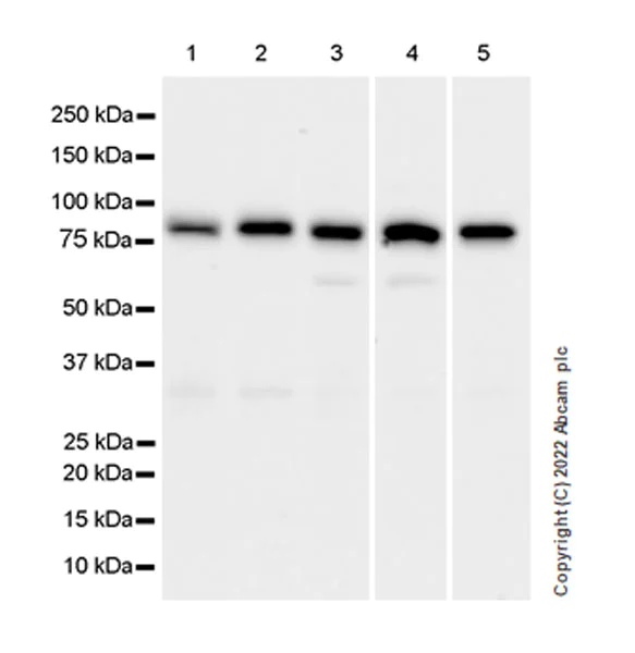Western blot - Anti-IKKi/IKKe+NAK/TBK1 antibody [EPR25258-15] (AB289973)