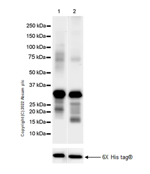Western blot - Anti-IKKi/IKKe+NAK/TBK1 antibody [EPR25258-15] - BSA and Azide free (AB289998)