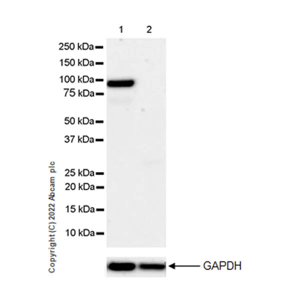 Western blot - Anti-IKKi/IKKe+NAK/TBK1 antibody [EPR25258-15] - BSA and Azide free (AB289998)