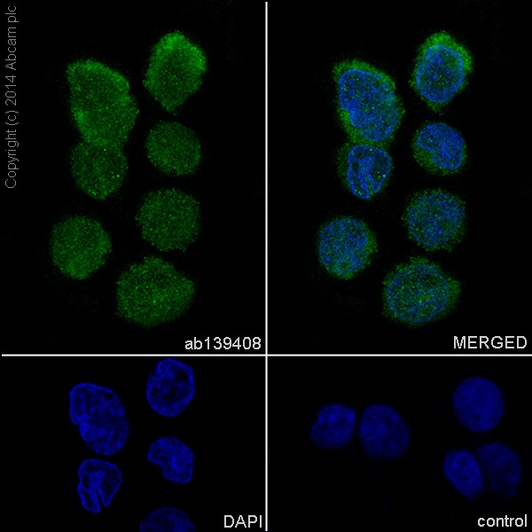 Immunocytochemistry/ Immunofluorescence - Anti-IKZF3 antibody [EPR9342(B)] (AB139408), expandable thumbnail