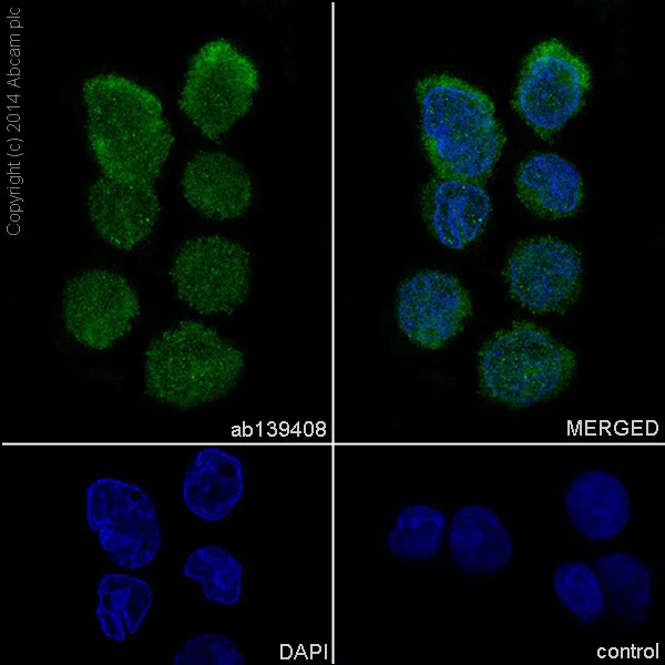 Immunocytochemistry/ Immunofluorescence - Anti-IKZF3 antibody [EPR9342(B)] (AB139408)
